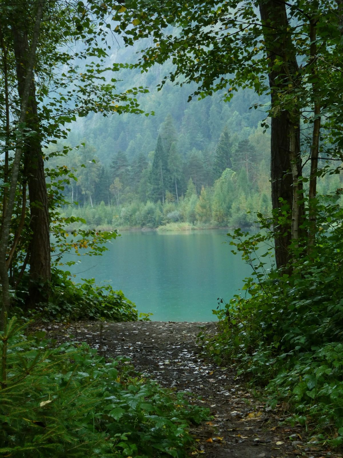 Gavi Forest Valley